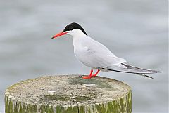 Common Tern